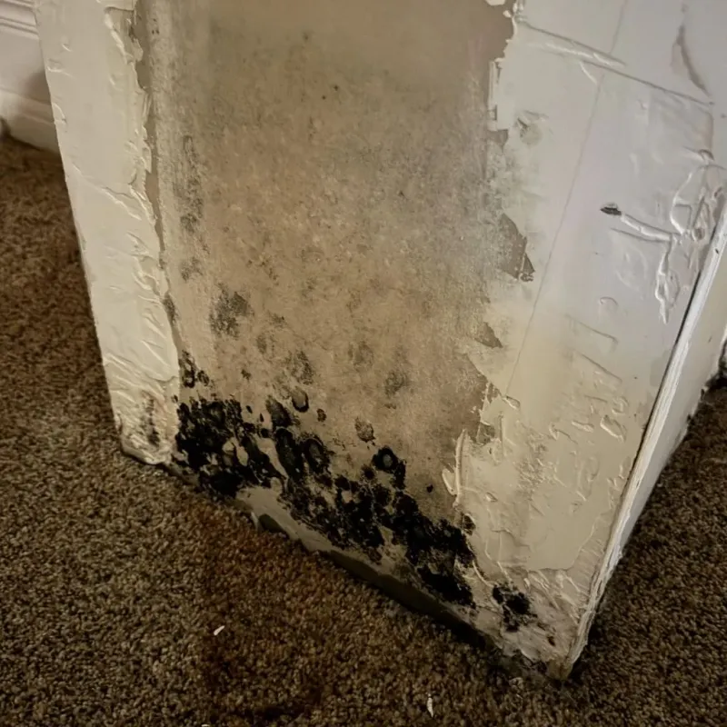 Professional Mold Removal in Coal City, WV
